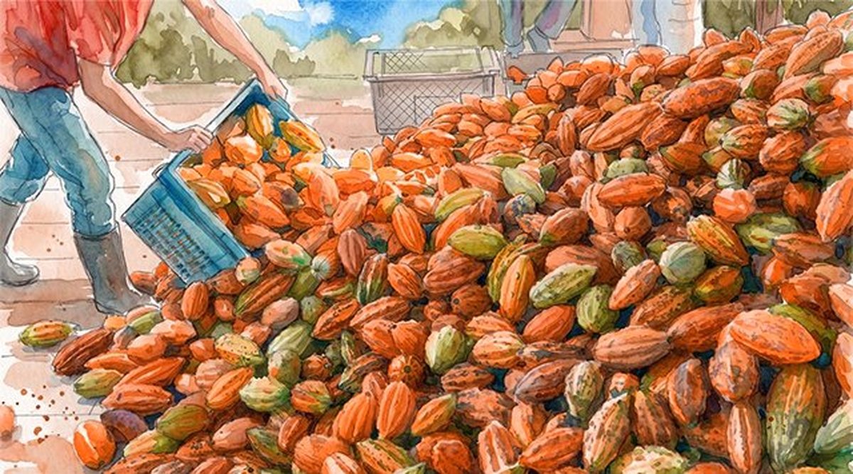 Aquarela: trabalhador de botas despeja uma caixa de frutos de cacau recém-colhidos sobre o monte da colheita.